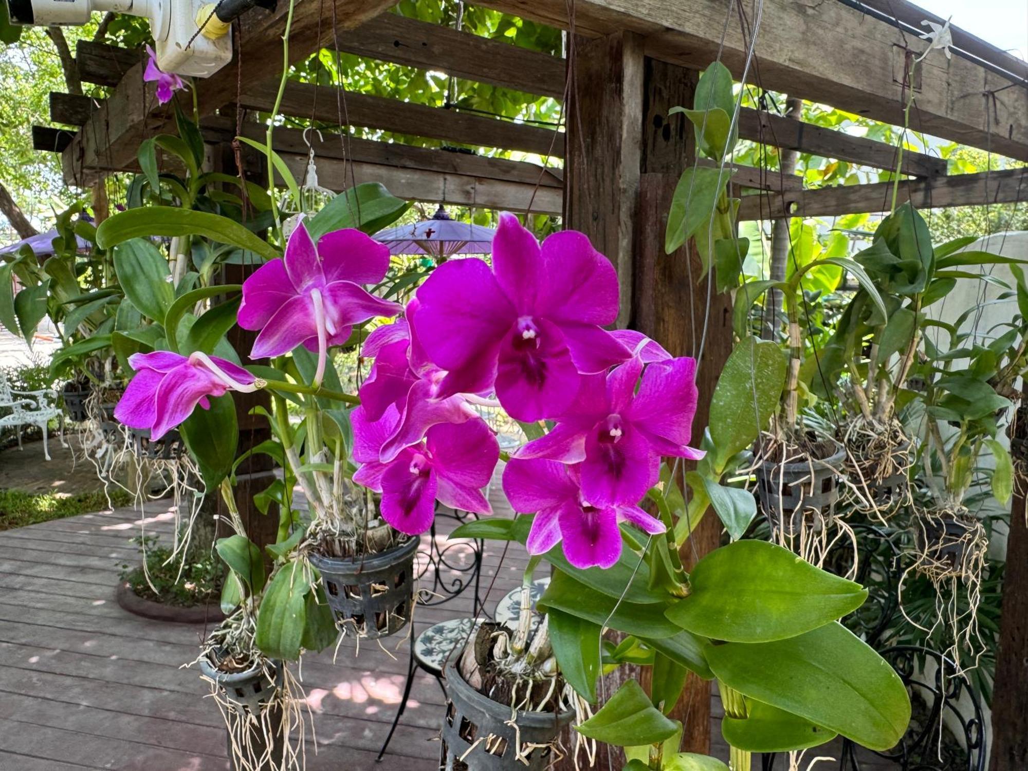 Chiang Mai Las Orquideas Resort Екстер'єр фото