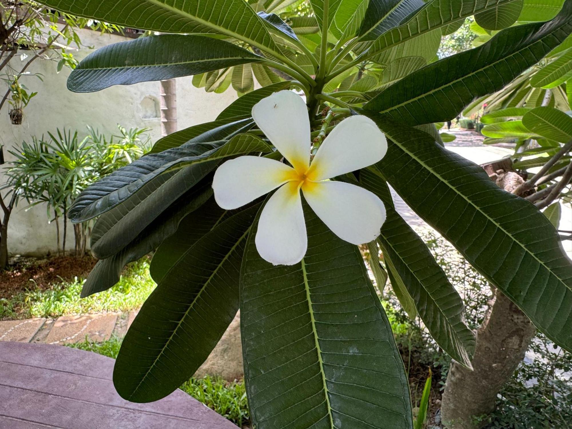 Chiang Mai Las Orquideas Resort Екстер'єр фото