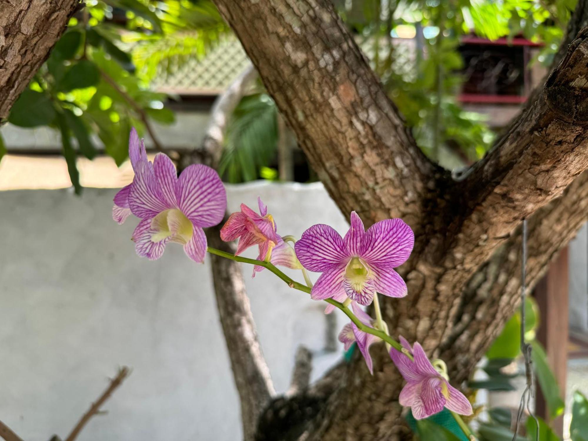 Chiang Mai Las Orquideas Resort Екстер'єр фото