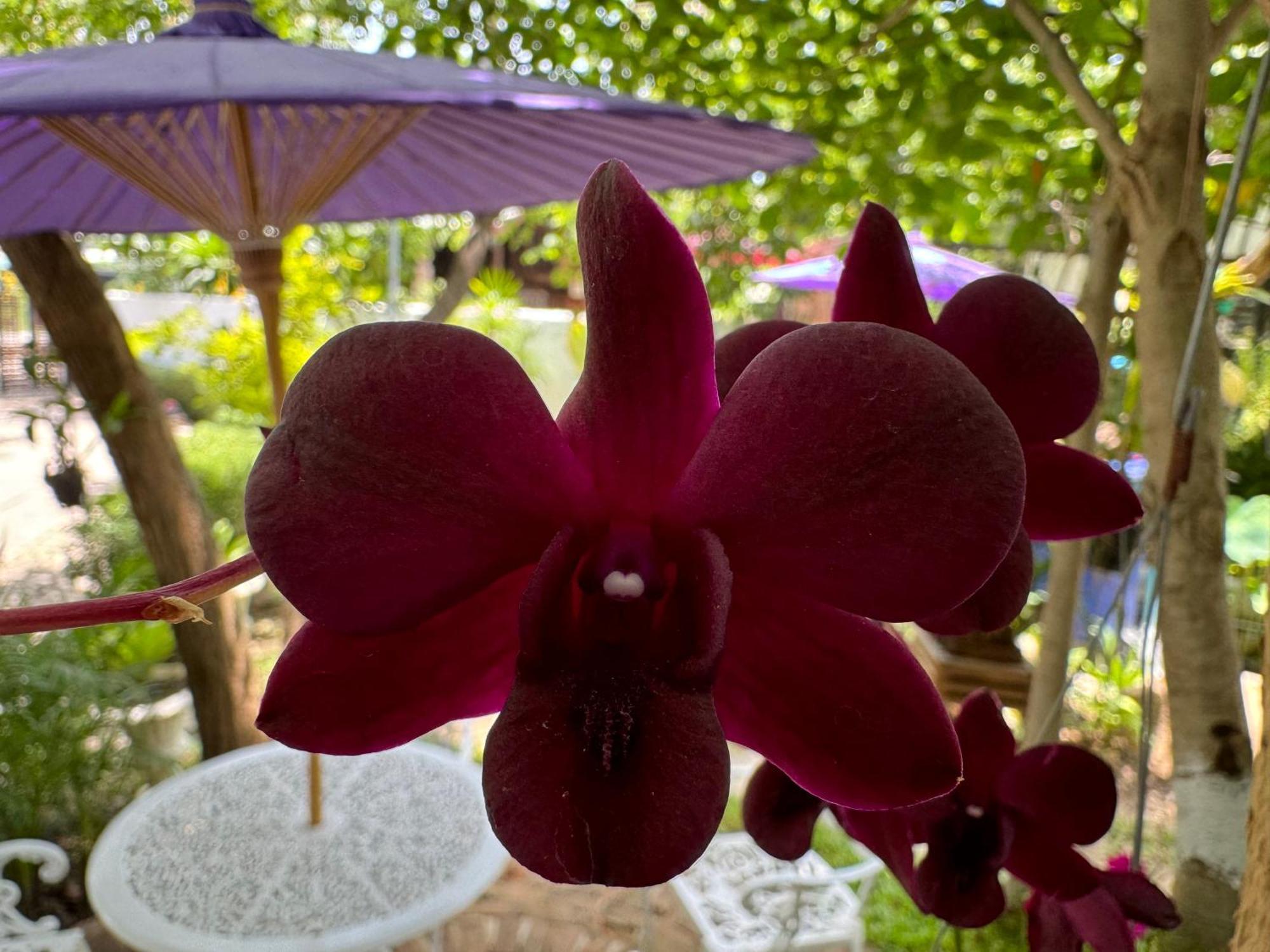 Chiang Mai Las Orquideas Resort Екстер'єр фото